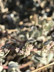 Atriplex barclayana