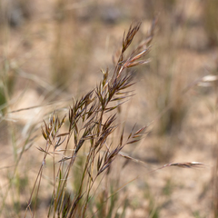 Rytidosperma robertsoniae