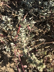 Atriplex barclayana