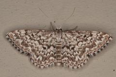Scopula inscriptata