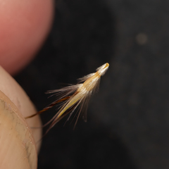 Rytidosperma robertsoniae