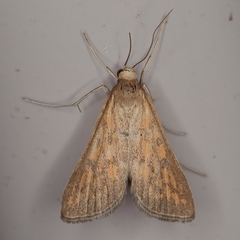 Udea infuscalis