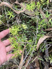 Acrotriche aggregata