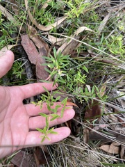 Acrotriche aggregata