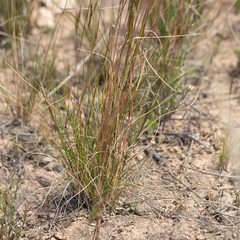 Rytidosperma robertsoniae