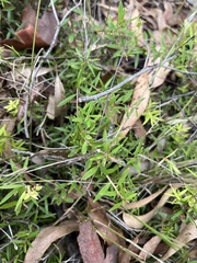 Acrotriche aggregata