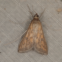 Udea infuscalis