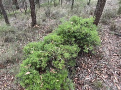Acrotriche aggregata