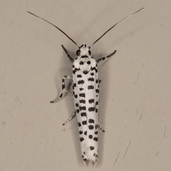 Yponomeuta strigillatus