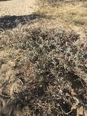 Atriplex barclayana