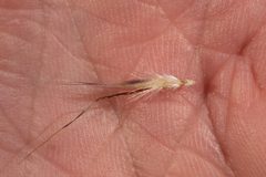 Rytidosperma robertsoniae