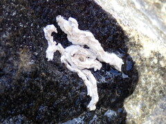 Galeolaria caespitosa