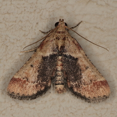 Zitha zonalis