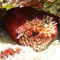 Entacmaea quadricolor