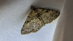 Digrammia gnophosaria