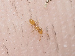 Solenopsis molesta