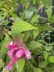 Salvia involucrata