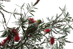 Purpureicephalus spurius