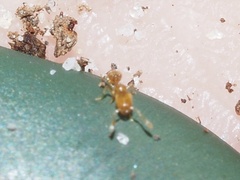Solenopsis molesta