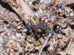 Cyphomyrmex rimosus