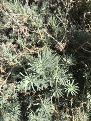 Suaeda taxifolia