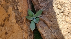 Dudleya pulverulenta
