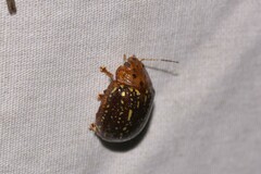 Paropsisterna cernua