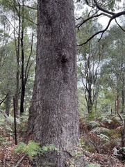 Corymbia trachyphloia
