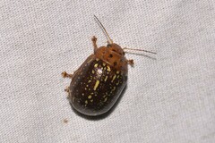 Paropsisterna cernua