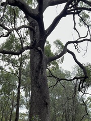 Corymbia trachyphloia