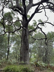Corymbia trachyphloia