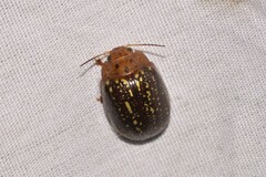 Paropsisterna cernua