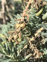 Suaeda taxifolia