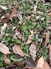 Goodenia rotundifolia