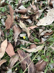 Goodenia rotundifolia