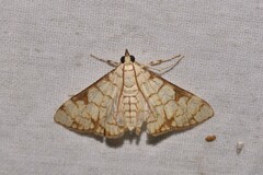 Aphytoceros lucusalis