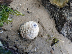 Bembicium auratum