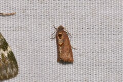 Glyphidoptera insignana