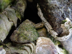 Bembicium auratum