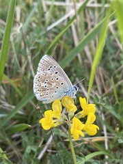 Polyommatus bellargus