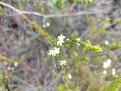 Lachnaea