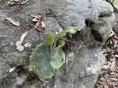 Platycerium superbum