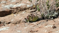 Dudleya pulverulenta