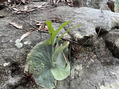 Platycerium superbum