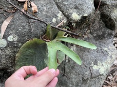 Platycerium superbum