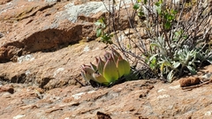 Dudleya pulverulenta
