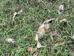 Ottochloa gracillima