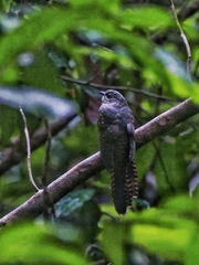 Cuculus crassirostris