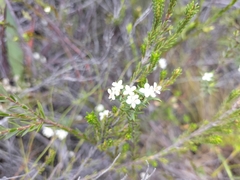 Lachnaea