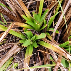 Eryngium sparganophyllum